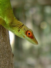 Anolis lividus