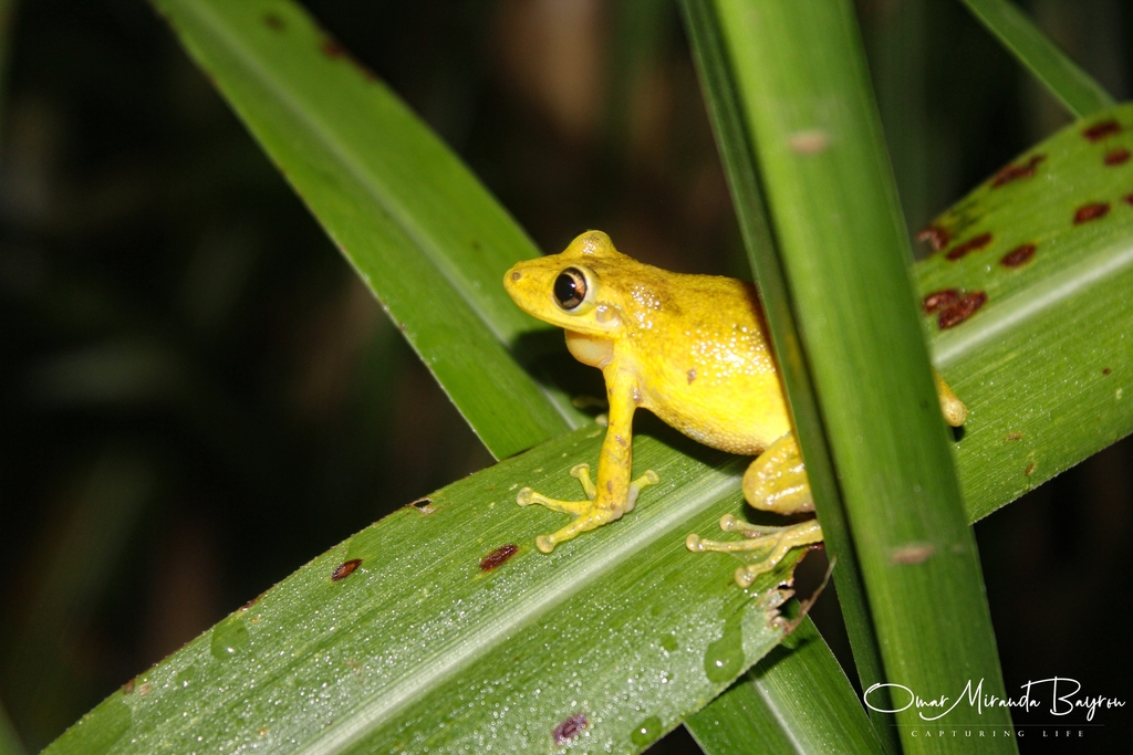 Temperate Snouted Tree Frog