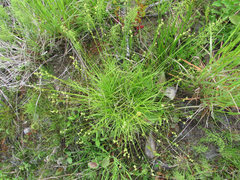 Carex loliacea