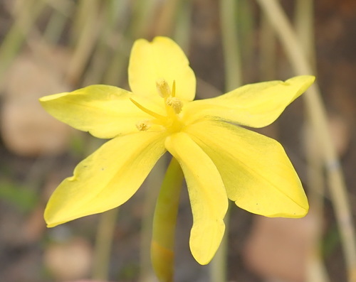 Image of Branching Rushiris (Bobartia paniculata) by (c) Nicola van Berkel, some rights reserved (CC BY-SA)