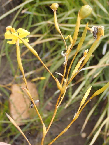 Image of Branching Rushiris (Bobartia paniculata) by (c) Nicola van Berkel, some rights reserved (CC BY-SA)