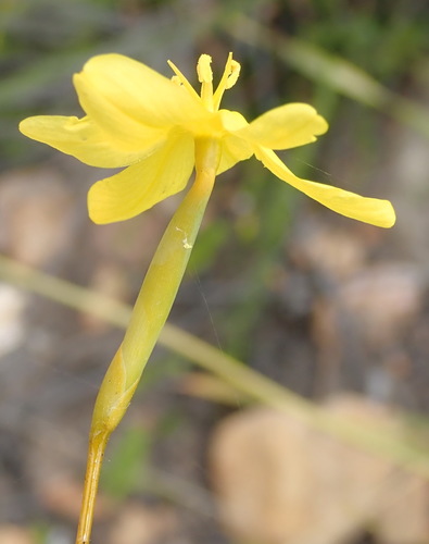 Image of Bobartia paniculata by (c) Nicola van Berkel, some rights reserved (CC BY-SA)