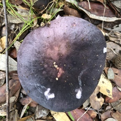 Russula grisea