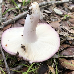 Russula grisea