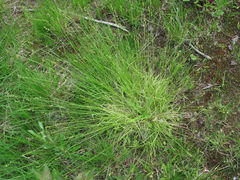 Carex loliacea