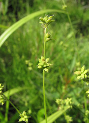 Carex loliacea