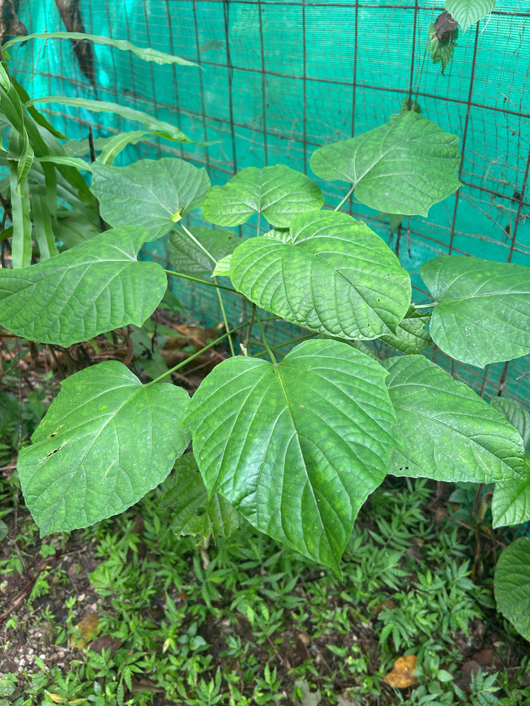 Clerodendrum paniculatum, Ruta del Sol, Nicoya, Guanacaste, CR