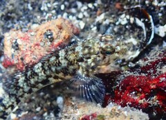 Coco's Frillgoby photo 4