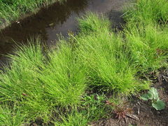 Carex loliacea