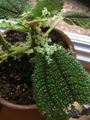 Pilea mollis