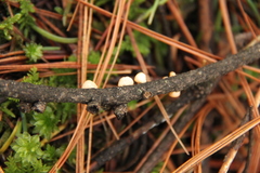 Pithya vulgaris