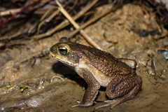 Rhinella poeppigii