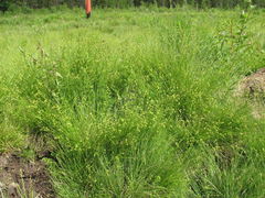 Carex loliacea