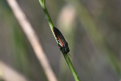 Beautiful Fleabane Root-borer