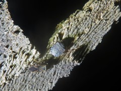 Sciocoris sideritidis