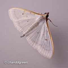 Palpita warrenalis