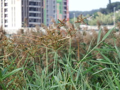 Cyperus imbricatus