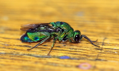 Chrysis lincea