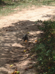 Iguana iguana melanoderma