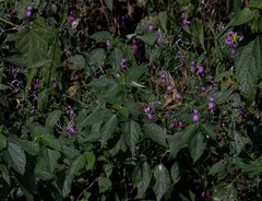 Hypoestes cumingiana