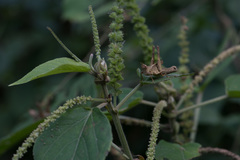 Acalypha angatensis