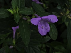 Barleria prattensis