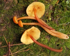 Gymnopilus picreus