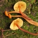 Gymnopilus picreus - Photo (c) Alan Rockefeller, some rights reserved (CC BY), uploaded by Alan Rockefeller