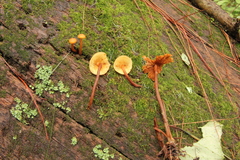 Gymnopilus picreus