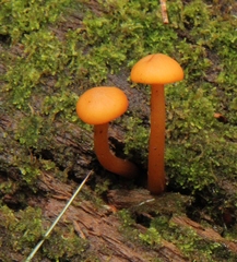 Gymnopilus picreus