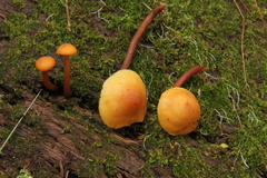 Gymnopilus picreus