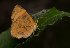 Callidula attenuata