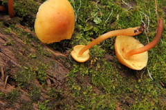Gymnopilus picreus