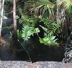 Acrostichum danaeifolium