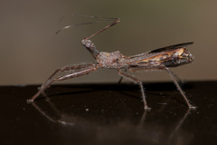 Endochus cingalensis