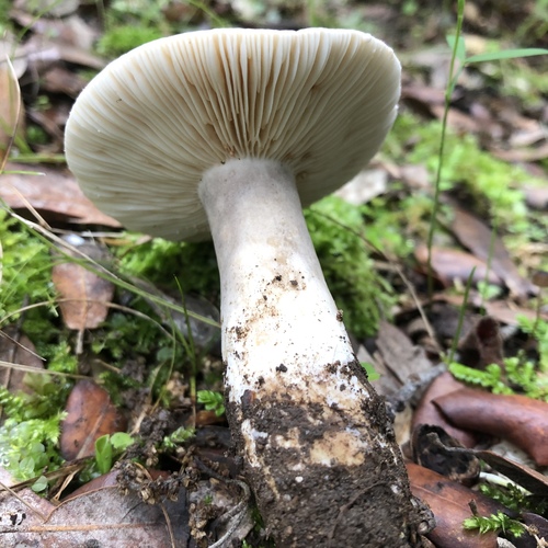 Representative image of Lactarius azonites