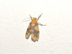 Miltochrista rubricosa