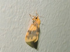 Miltochrista rubricosa