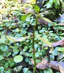 Ammannia latifolia image