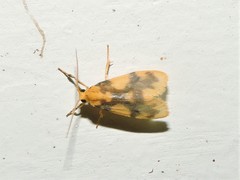 Miltochrista rubricosa