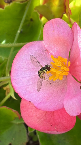 Unknown species found near I-35 N, Duluth, MN, US