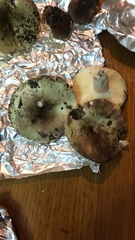 Russula amoenicolor