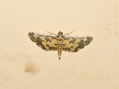 Eurrhyparodes tricoloralis