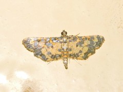 Eurrhyparodes tricoloralis