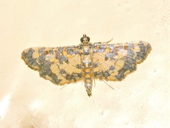 Eurrhyparodes tricoloralis