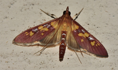 Stenochora lancinalis