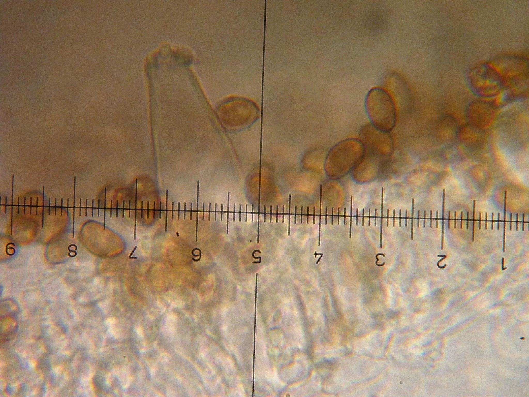 Inocybe geophylla image