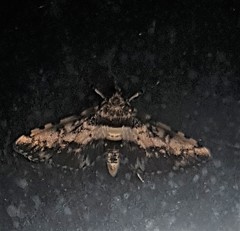 Nacoleia amphicedalis