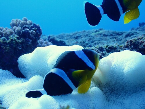 Mauritiaanse anemoonvis (Amphiprion chrysogaster) — Pomacentridae