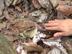 Leptodactylus fallax